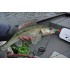Форма РіплШад (Ripple Shad)